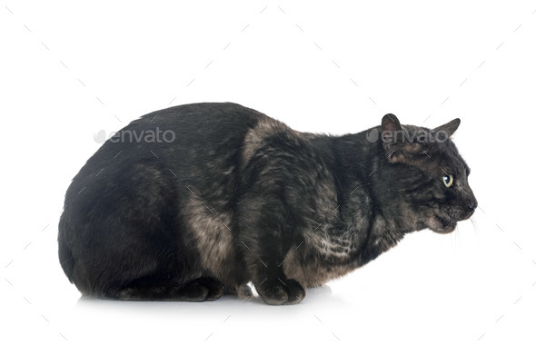 bengal cat in studio - Stock Photo - Images