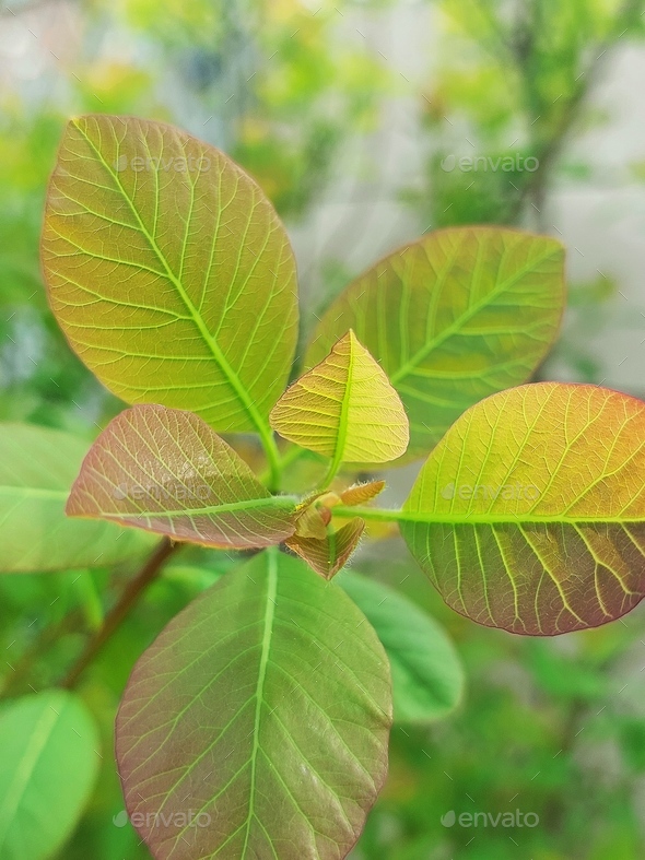 new leaves of an american smoketree or chittamwood - Stock Photo - Images