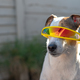 Portrait of dog with sunglasses on - PhotoDune Item for Sale