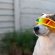 Portrait of dog with cyclops sunglasses - PhotoDune Item for Sale