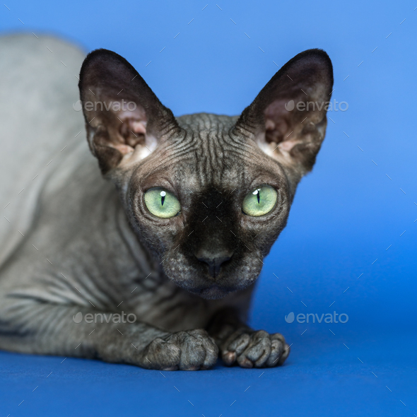 Canadian Sphynx cat. Close-up portrait of cat on blue background
