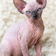 Portrait of lovely Canadian Sphynx Cat kitten with big blue eyes - PhotoDune Item for Sale