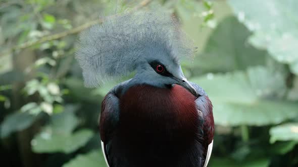 Close up shot of southern crowned pigeon in profile alt
