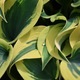 Plant background  - PhotoDune Item for Sale