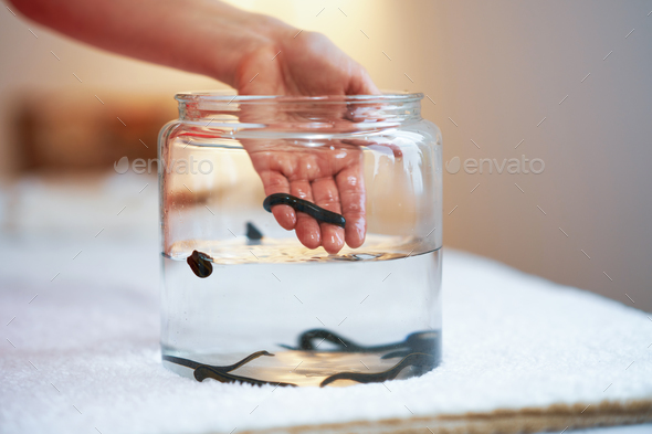 A group of leeches used for therapy - Stock Photo - Images