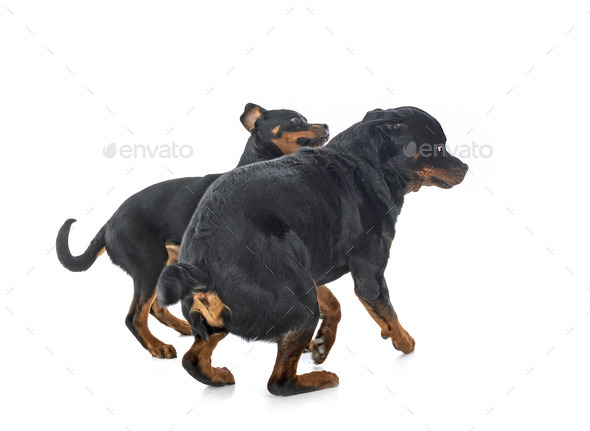 puppy rottweilerand adult  in studio - Stock Photo - Images