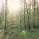 Beautiful Nature Forest Trees Green Grass Sun Woods Sunset - VideoHive Item for Sale