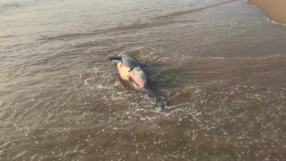 Poor Young Dolphin Laying Dead on the Beach, Indian Seaside, Ecological Catastrophe, Nature Disaster