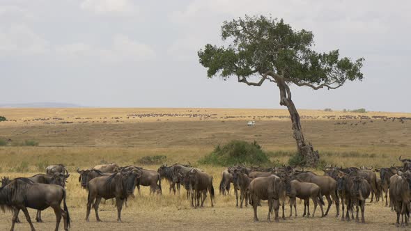Wildebeests standing near a tree alt