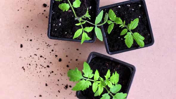 Tomato Seedlings Spinning in a Circle alt