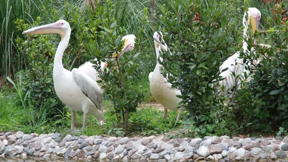 Pelicans in Garden alt