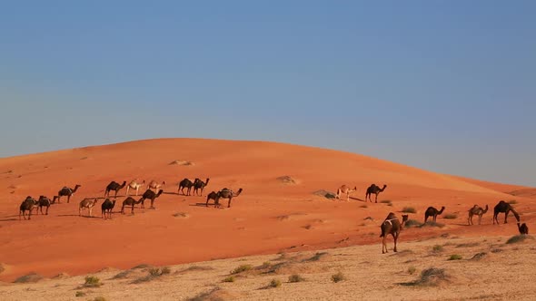 Camels in desert alt
