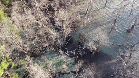 Drone view dry leafless mangrove tree alt