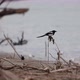 Eurasian Magpie Bird Perching On Dry Branches Along Rivershore. Static, Selective Focus - VideoHive Item for Sale