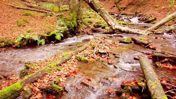 Footage of Wonderful Mountain Stream in the Shypit Karpat National Park
