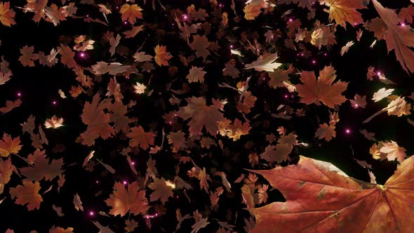 Maple Leaves Fall 04 4K