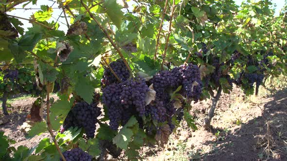 Vineyard On Harvest Time