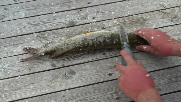Fisherman Cleans Catched Pike Fish on Old Wooden Table alt