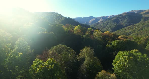 Forest At Sunset alt