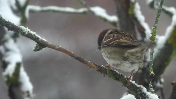 House Sparrow bird (Passer domesticus) sitting on a tree branch in winter. Slow motion alt