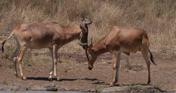 Hartebeest, alcelaphus buselaphus, Herd standing in Savanna, Adults, Nairobi Park in Kenya alt