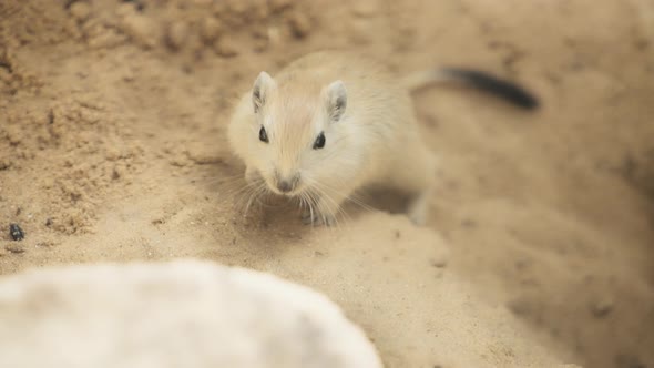 Small fat sand rat between the rocks