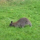 Kangaroo eating grass - VideoHive Item for Sale