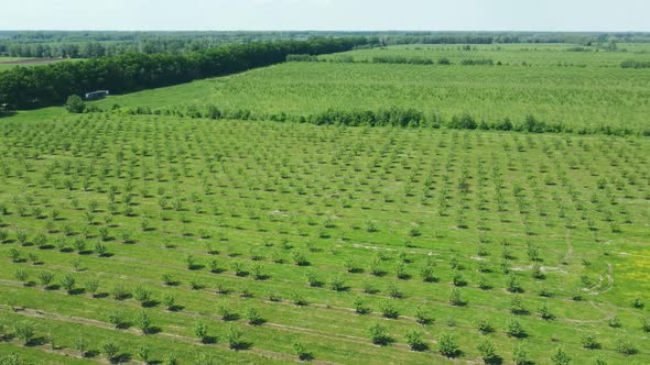 Apple Orchard View From a Height Trees Planted in Straight Rows