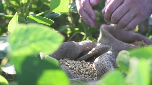 Freshly Harvested Soybean Grains Close Up Hands of Farmer Shows Soybeans in Jute Sack Slow Motion