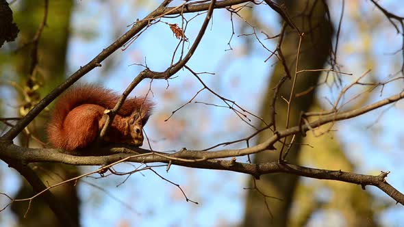 Squirrel on a tree branch. Shooting autumn. alt