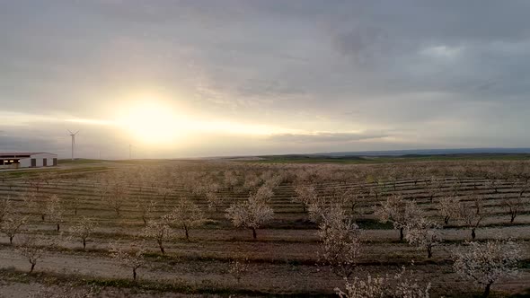 Drone View of Almond Trees at Sunset