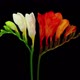 Time-lapse of opening white and orange freesia flowers - VideoHive Item for Sale