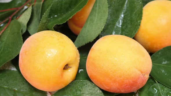 Fresh Wet Apricots with Water Drops and Tree Branch
