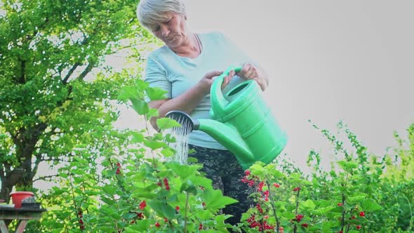 An Elderly Woman of Caucasian Nationality Waters Redcurrant Bushes in Her Dacha From a Watering Can alt