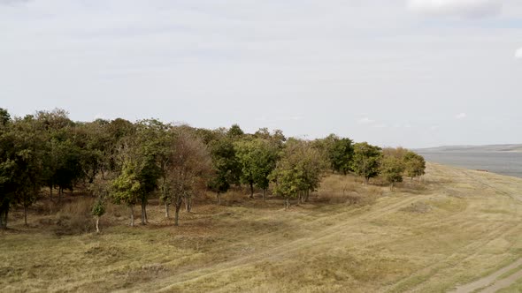 Aerial View of Trees and Landscape