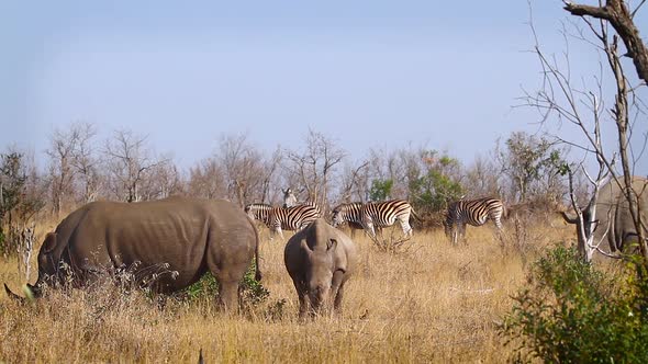 Southern white rhinoceros in Kruger National park, South Africa alt