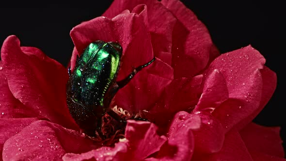 Close-up View of Green Rose Chafer - Cetonia Aurata Beetle Eats Pollen on Red Rose. Amazing Bug Is alt