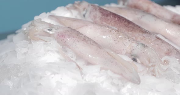 Close-up Of Raw Sea Cuttlefish For Sale At Seafood Market  alt