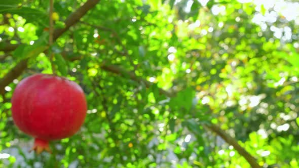 Ripe Pomegranate Fruits on a Tree Branch Closeup alt