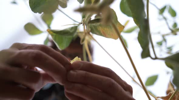 Male Farmer Agronomist Examining Soybean Plants in Cultivated Field