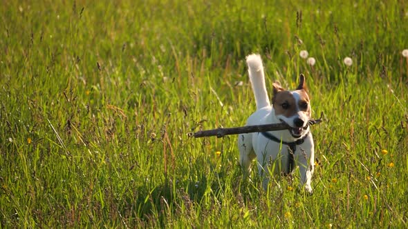 jack russell terrier dog bears a stick.