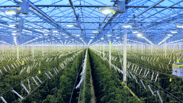 Spacious Warmhouse with Growing Tomato Plants alt