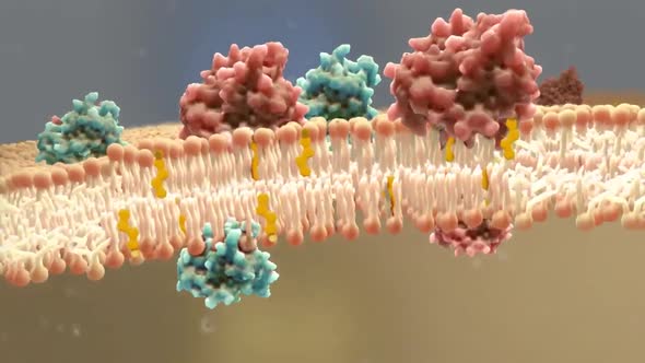 3D Medical animation of the cholesterol molecules in the plasma membrane alt