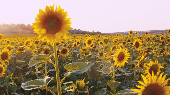 Sunflower Waving in the Wind in Sunflower Field on Sunset