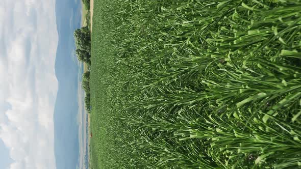 Low vertical flyover above field of corn growing near Delnita, Romania alt
