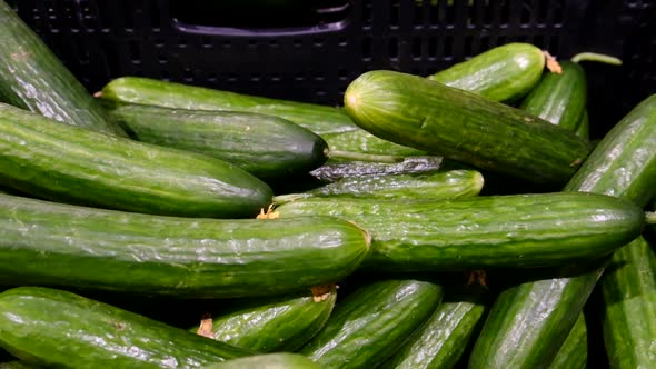 Cucumber Harvest on the Stall of the Vegetable Market Slow Motion alt