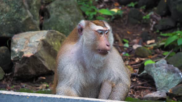 Monkey in The Wild, Jungle Rainforest in Asia alt