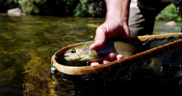 Man catching brown trout in fishing net alt