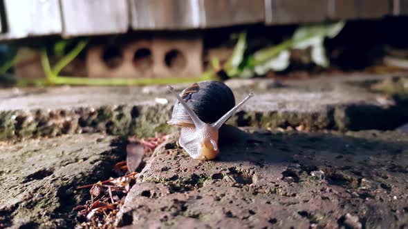 A close up of a garden snail outside after the rain alt