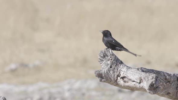 Fork Tailed Drongo